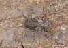 tesařík (Brouci), Mesosa nebulosa nebulosa (Fabricius, 1781), Cerambycidae (Coleoptera)